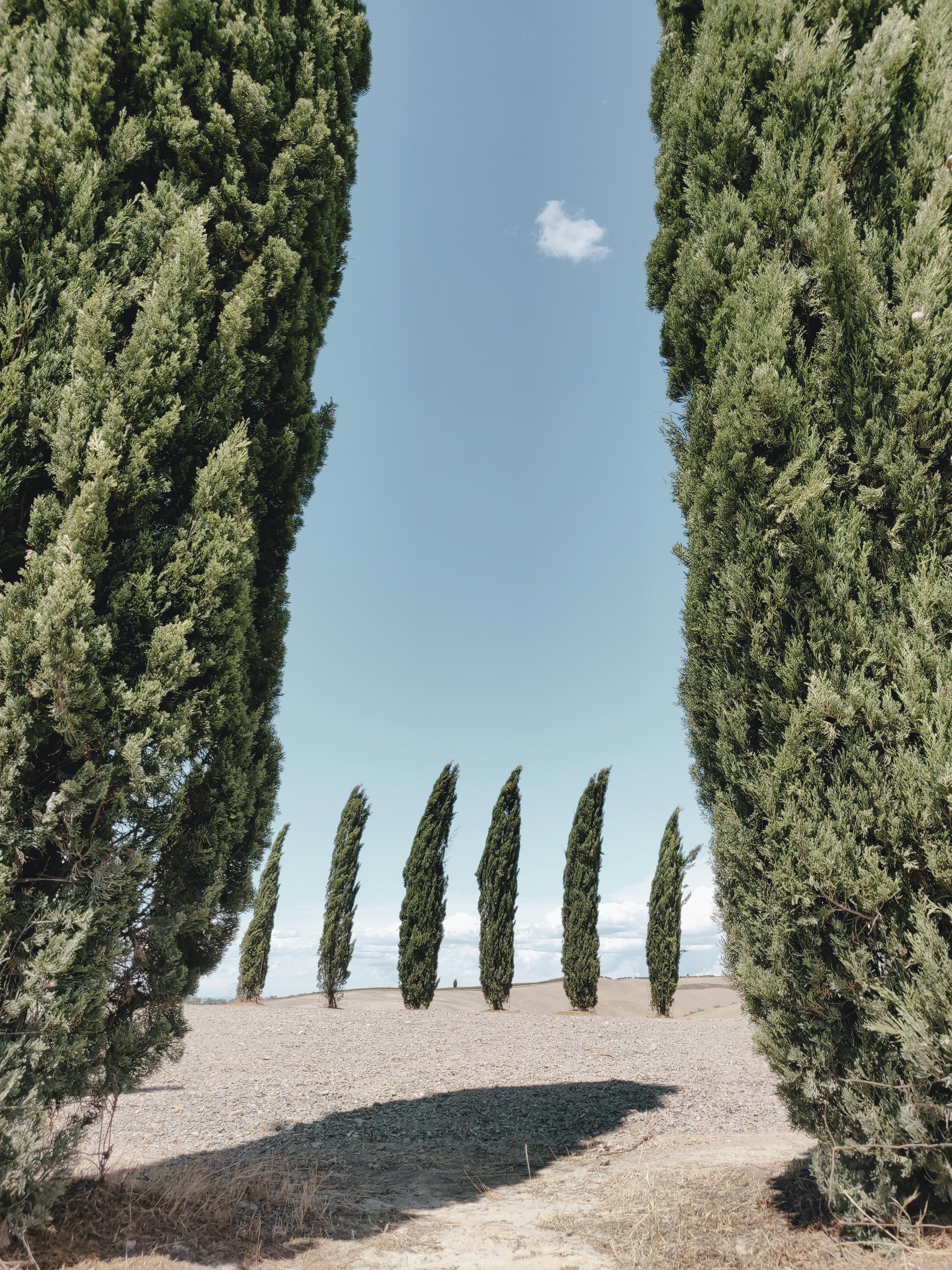 green trees under blue sky during daytime